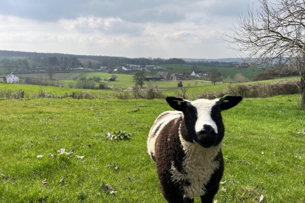 Schaap op berg Vijlen